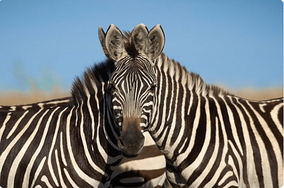 zebras with optical illusion