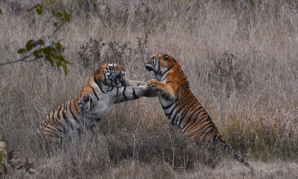 viral video of tigers fight for tigress see video who has win the match