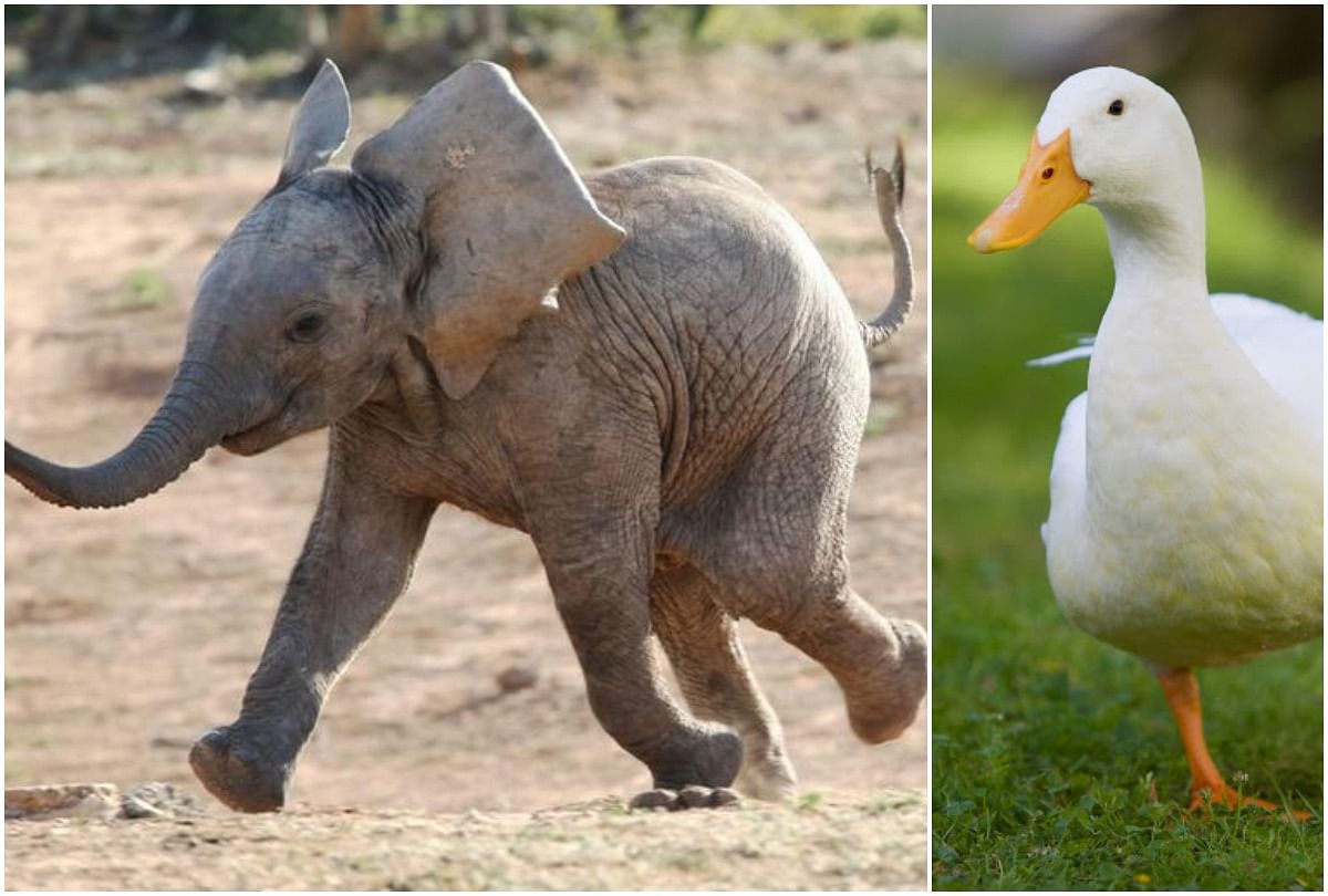 viral video of fight between duck and elephant people give funny comments on it
