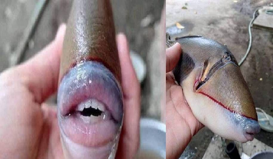 viral image of unique fish found in malaysia lips jaws and teeth are like human