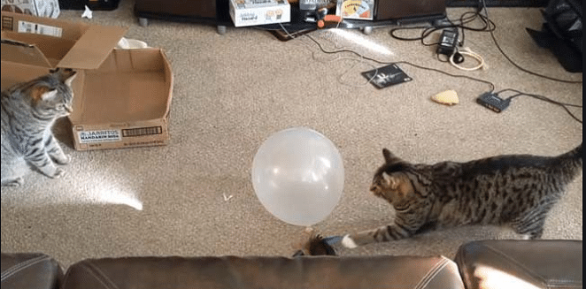 viral video of cats playing with ballon