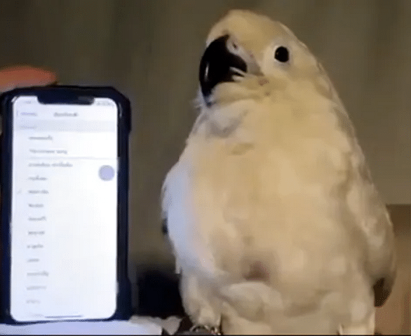 viral video of cockatoo bird dance on alarm ringtone people give funny comments on it