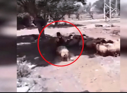viral video of sheep taking revenge to a man people says its karma