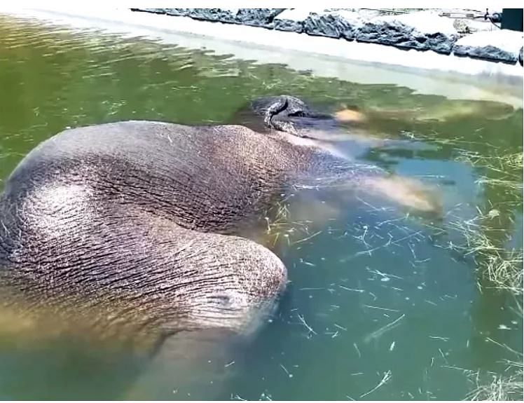 viral video of elephant who take peaceful power nap on swimming pool