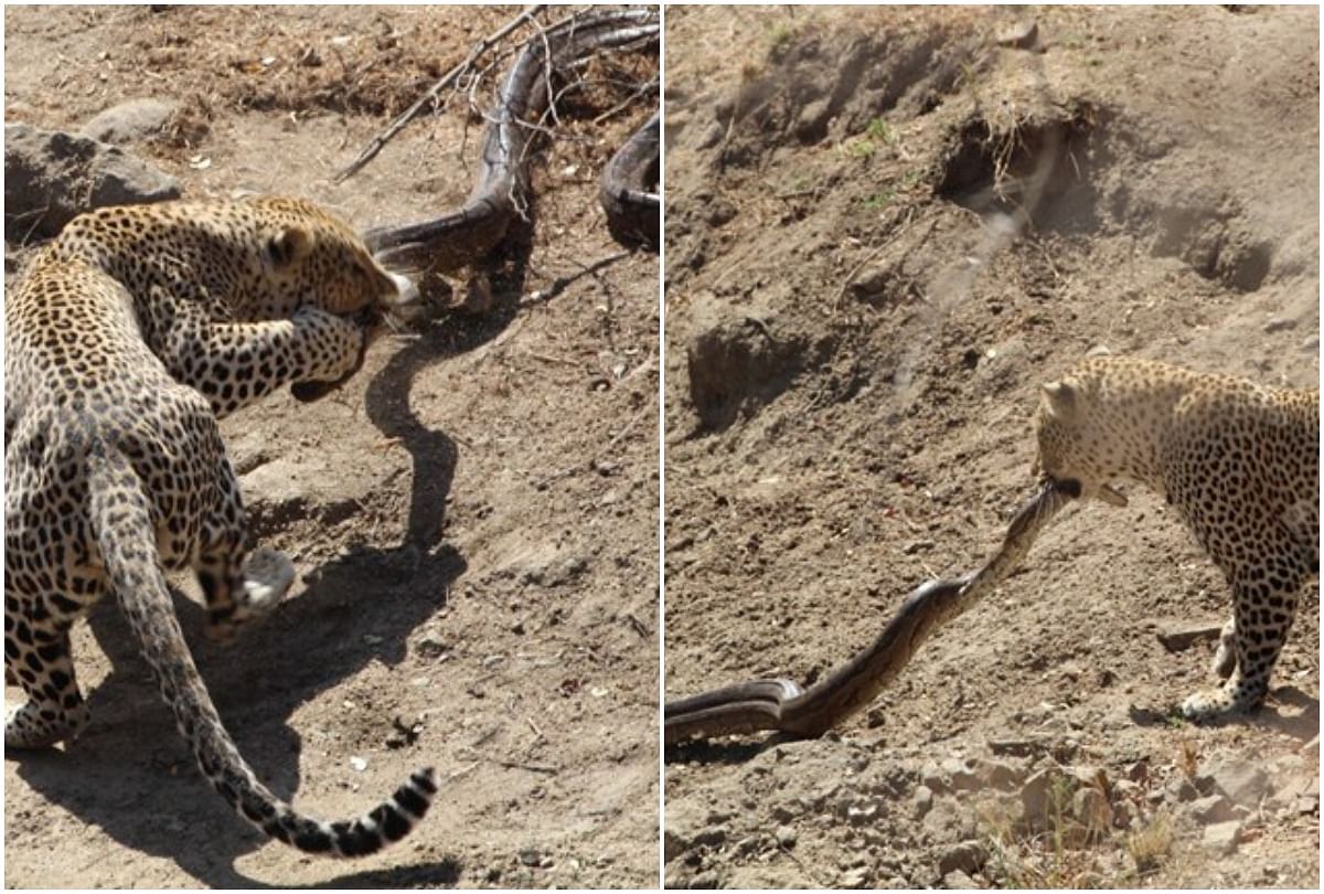 viral video of leopard cleverly attack on python reptile has no chance to save his life