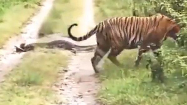 viral video of python who stop a way of tiger tiger leaves path