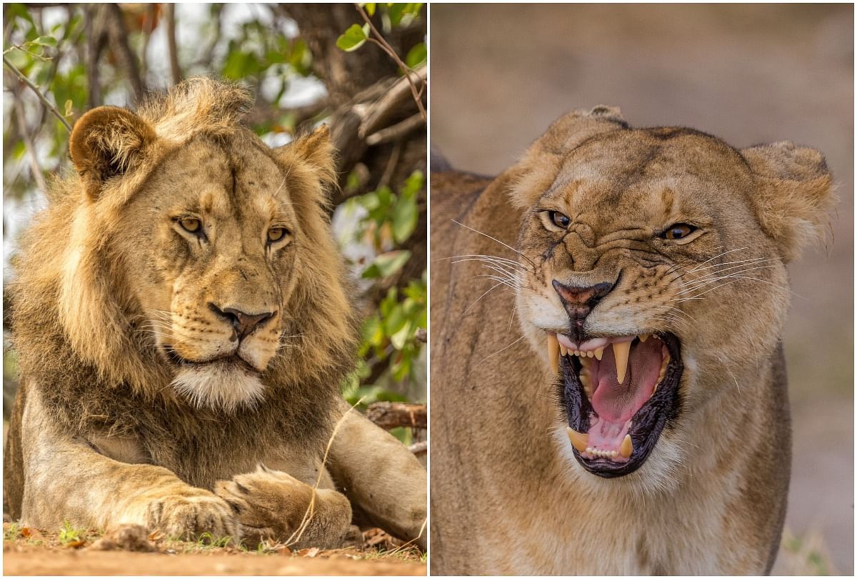 viral video fight between lion and lioness people did funny comments on it