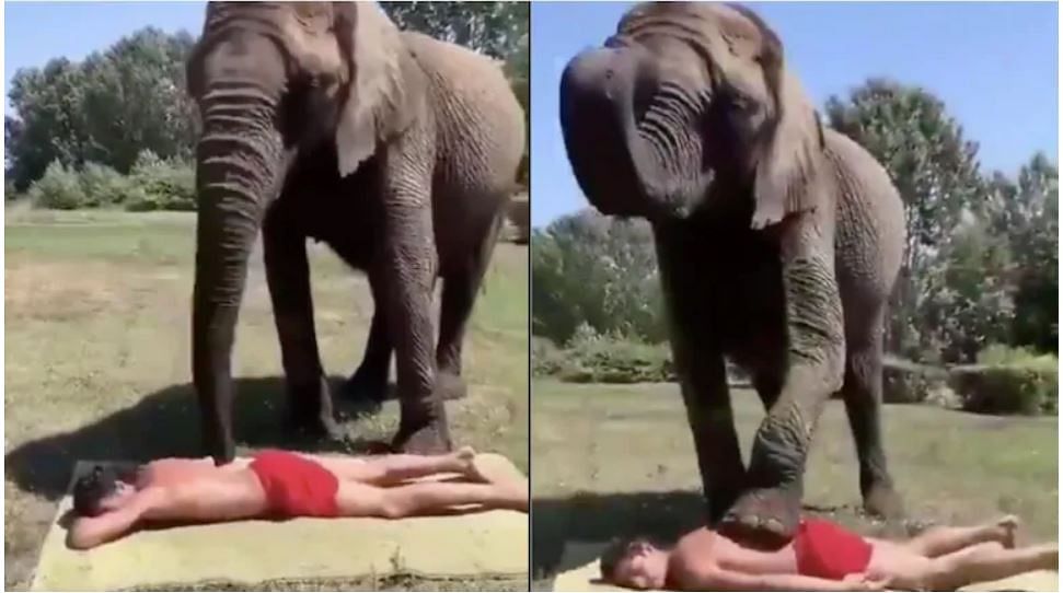 viral video of elephant giving massage to his human friend