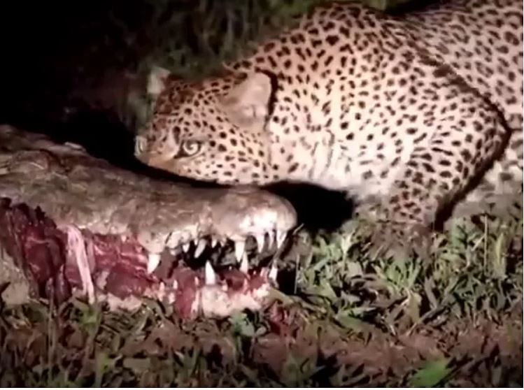 viral video of leopard who steal food from crocodile mouth