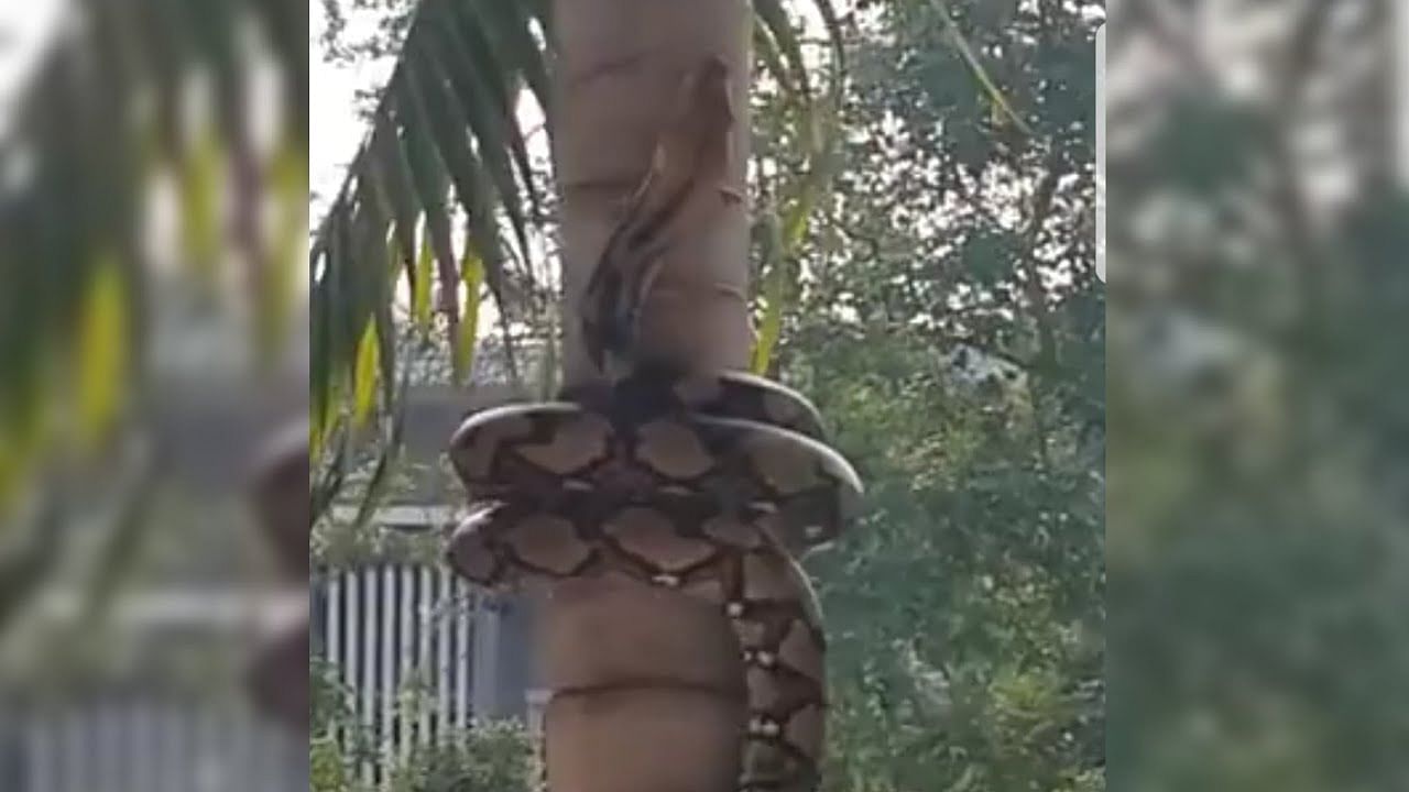 viral video of snake climbing palm tree in unique way