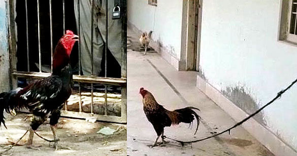 pakistan police realsed a chicken after eight month and know what crime did by hen