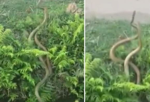 viral video of snakes fight each other people did hilarious comment on it