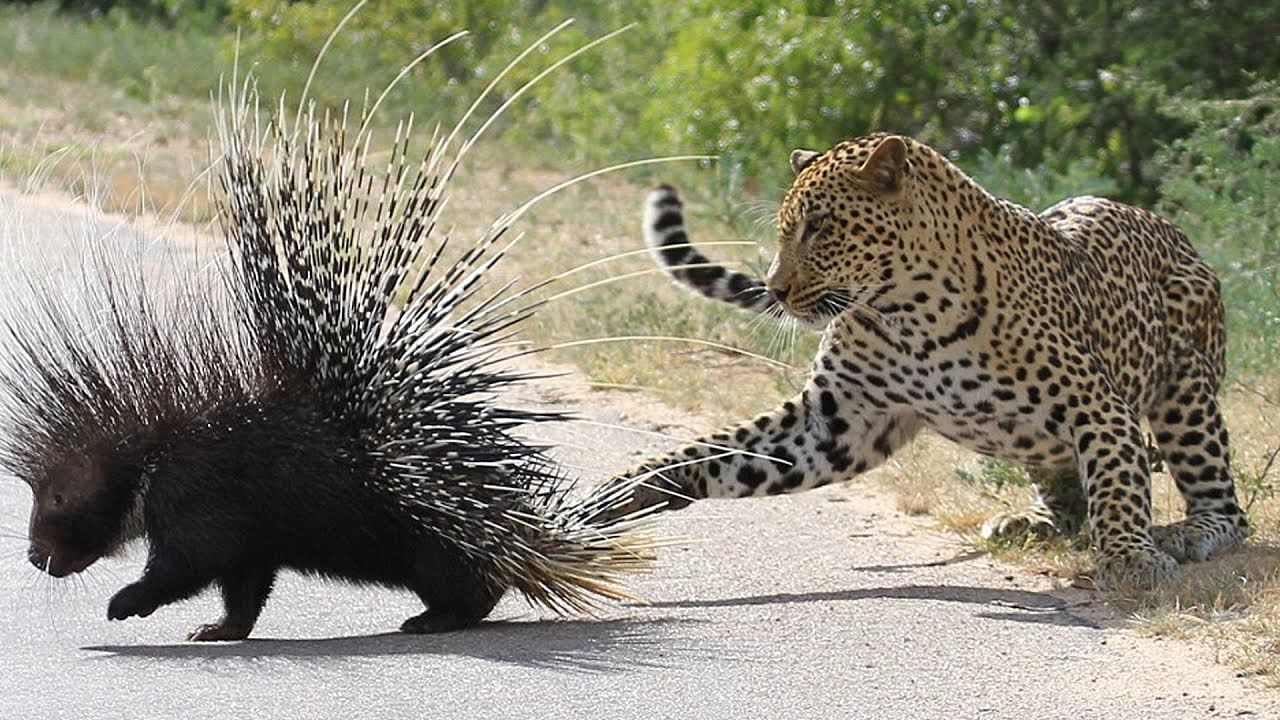 viral video fight between leopard vs porcuoine people did hilarious comment on it