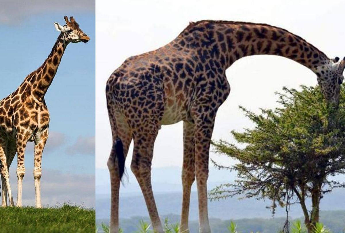 know the story of world tallest giraffe who make guinness world record