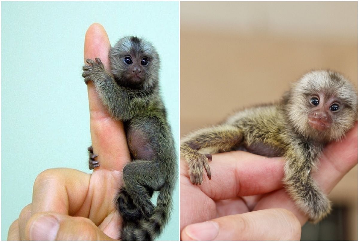 virak video of pygmy marmoset people give hilarious comment on it
