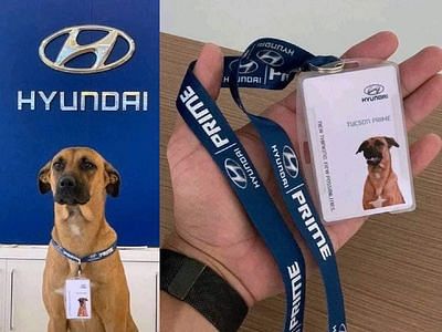Showroom adopts street dog and make him salesman