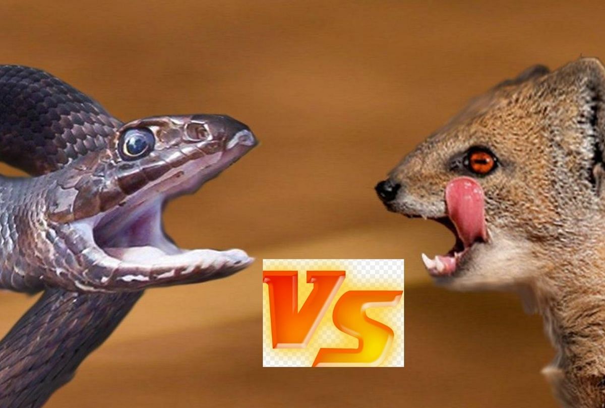 viral video of fight between king cobra and mongoose people did hilarious comment on it