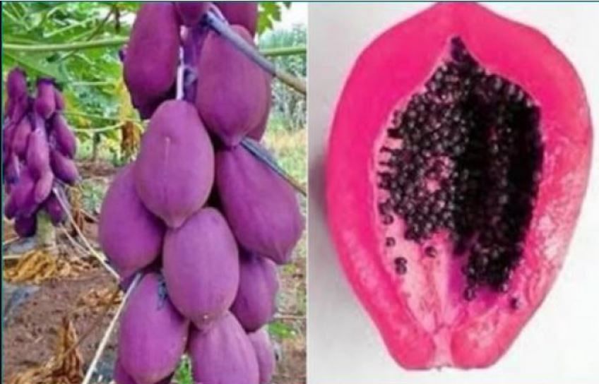 viral photos of purple papaya which only find in southern australia and brazil