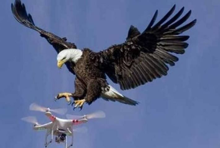 eagle attack and destroys goverment drone worth rupees 70000 thousand