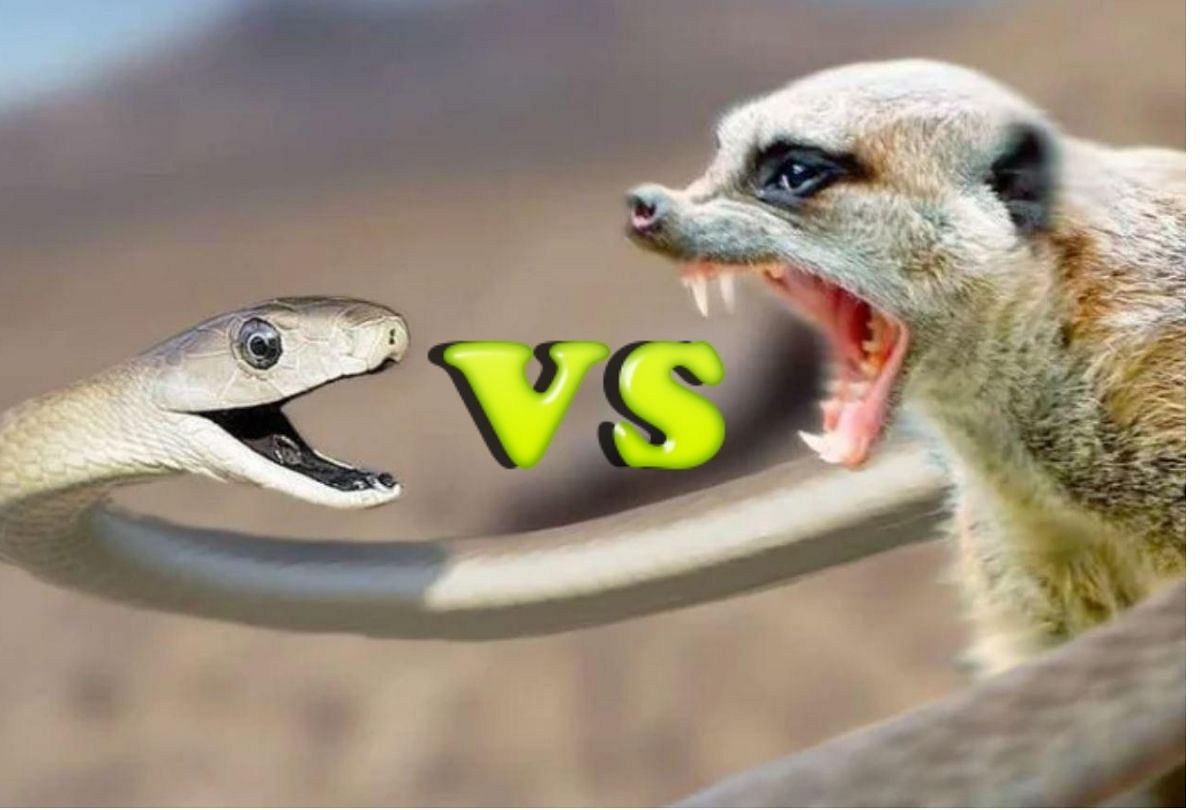 viral video of snake and mongoose fight on road see who wins and who loses