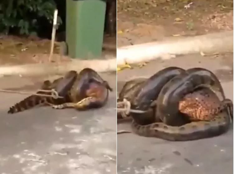 viral video of anaconda wrapped around a alligator  and trying to swallow