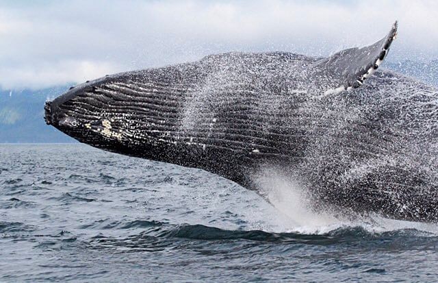 viral video of humpback whale make stunt in air