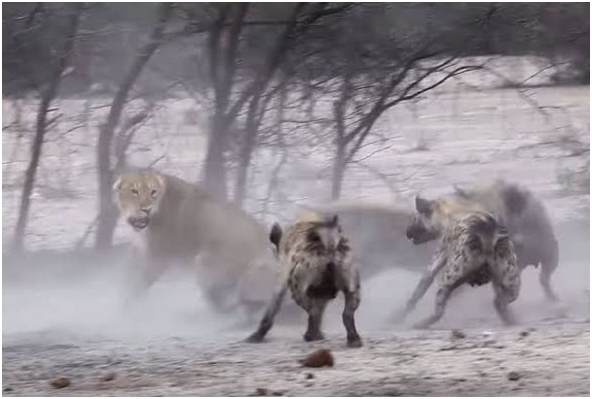 viral video of  Hyena group attack on lioness see how lion group take revenge