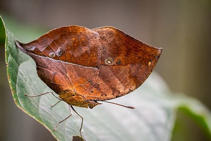 viral video of  butterfly looks like a dead leaf when it closes its wings