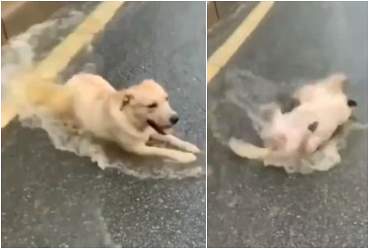 viral video of dog  enjoying the rain people like this video and give hilarious comment on it