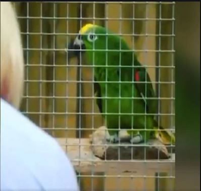 viral video of parrot who sings like beyonce and become internet sensation