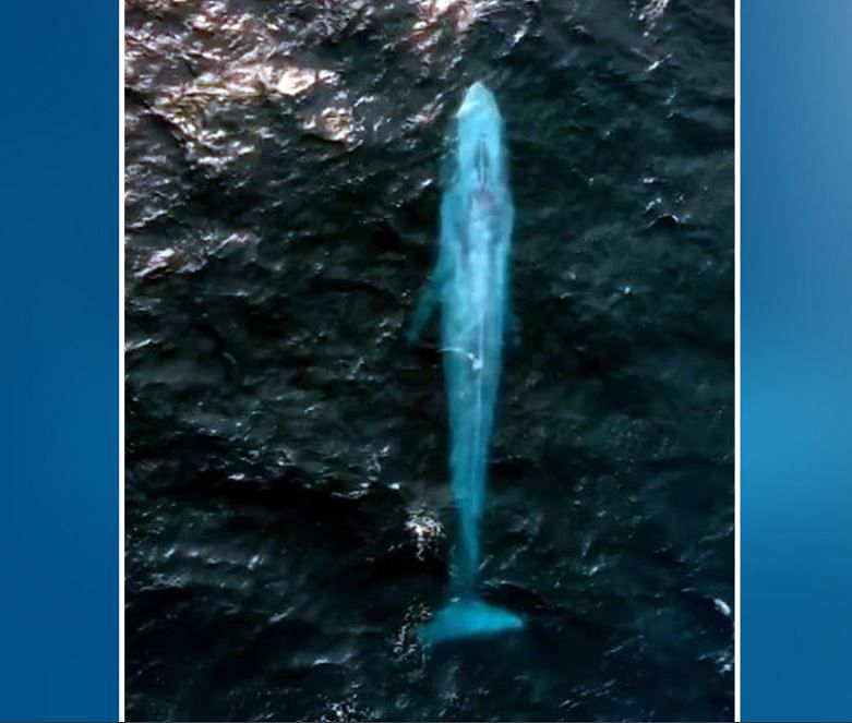 world biggest animal blue whale caught in camera near beach in sydney