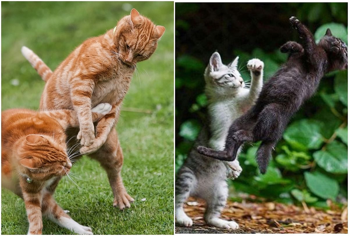 viral video of cat fight people says those who wins gone long live