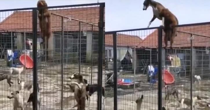 viral video of puppy who climbing cage fence other dog also do same thing via inspire mode