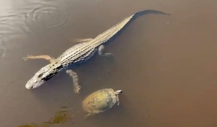 viral video of turtle gretting aligator in the sea