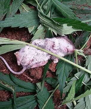 know the story of rat who eat cannabis leaves people got shocked