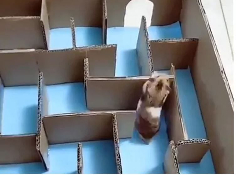 Viral video of mice who giving lifegyan message to people