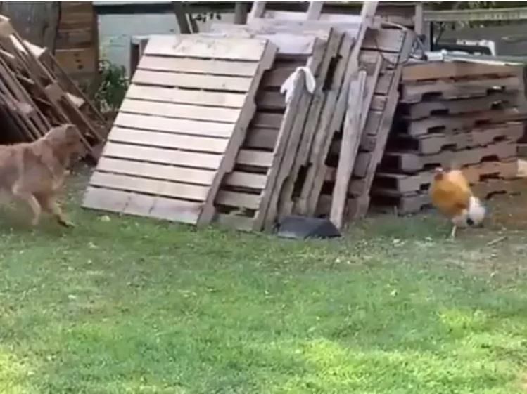 viral video of chasing a chicken and a dog people did hilarious comment on it