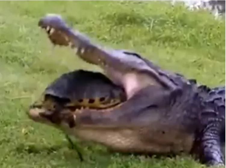 viral video of crocodile attack on tortoise people give hilarious reaction