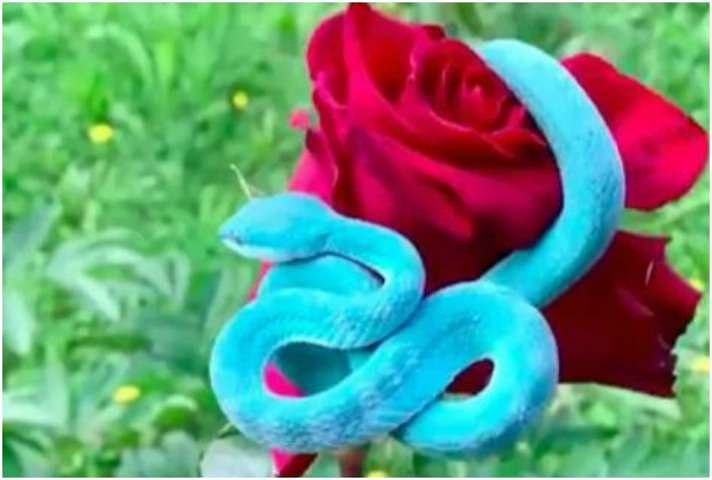viral video of blue pit viper on red rose people says is as Dangerous as it is beautiful