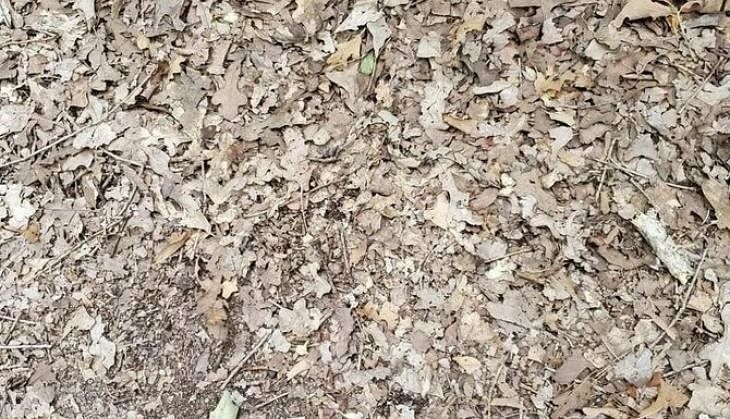 viral picture of puzzle hidden snake on it you have just find in 15 second
