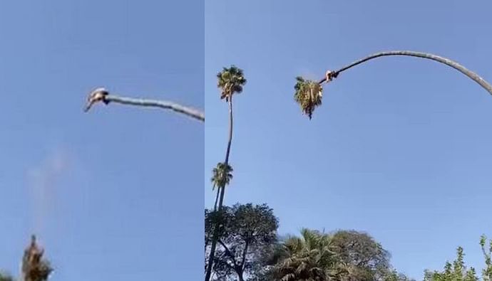 viral video of man who sits on palm tree and cuts people biting their while seeing this video