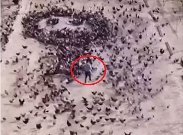 Viral video of man feeds pigeons to generate a mind blowing image