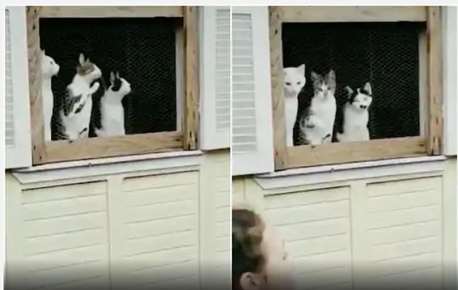 viral video of cats watching palying girl people says this is best audience