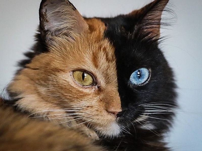 know the story of rare and beautiful cat who have two faces video gone viral on social media