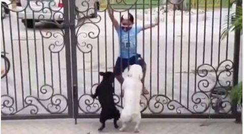 viral video of little punjabi boy who did bhangra dance with puppies video makes your day happy