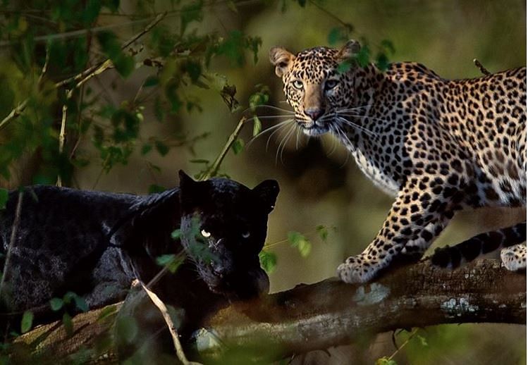 love story of black panther and female leopard will make your day