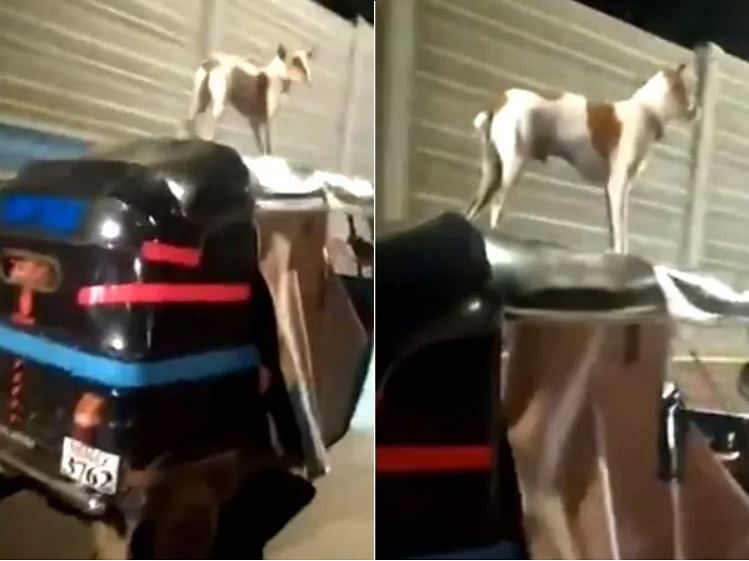 viral video of dog travelling on autorikshaw roof people did hilarious comment