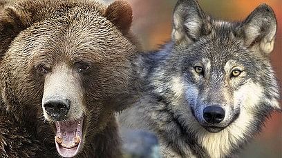 viral video of  fight between wolf and bear see who win this unique fight