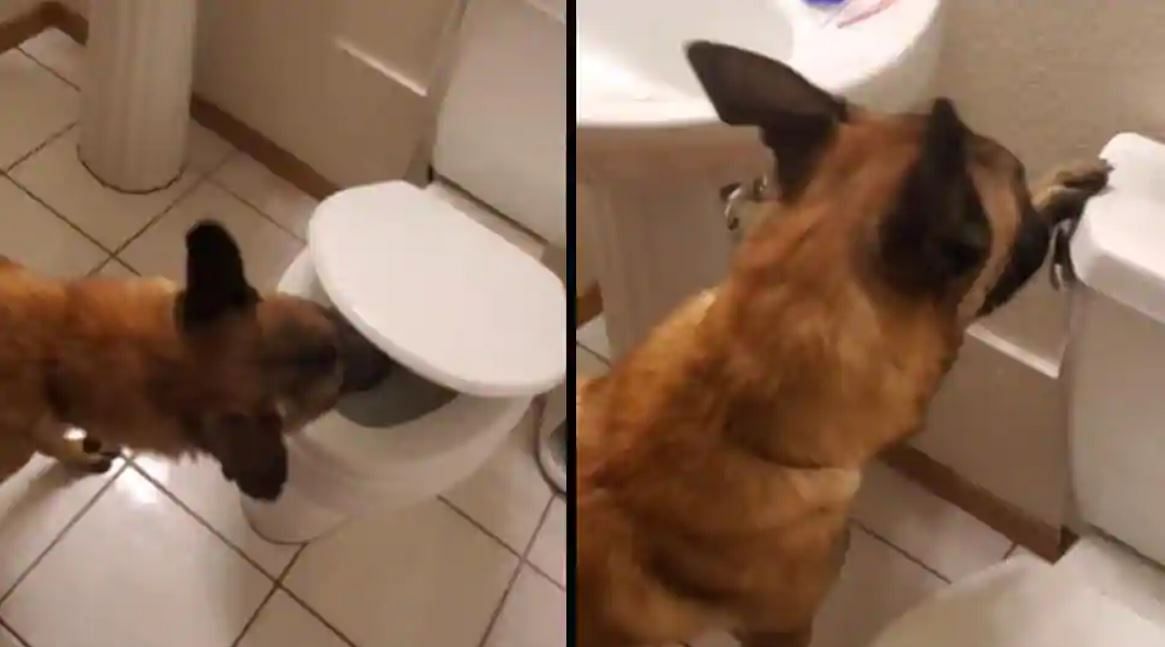 viral video of pet dog who using house bathroom people got impress after seeing this video