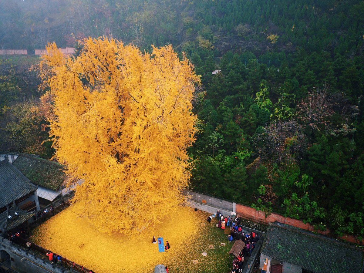 know the story of 1,400 years old Ginkgo Tree who produce golden leaves
